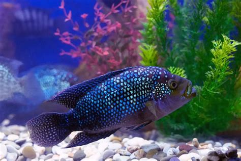 Jack Dempsey Fish (Cichlid): Care Guide - FishLab.com