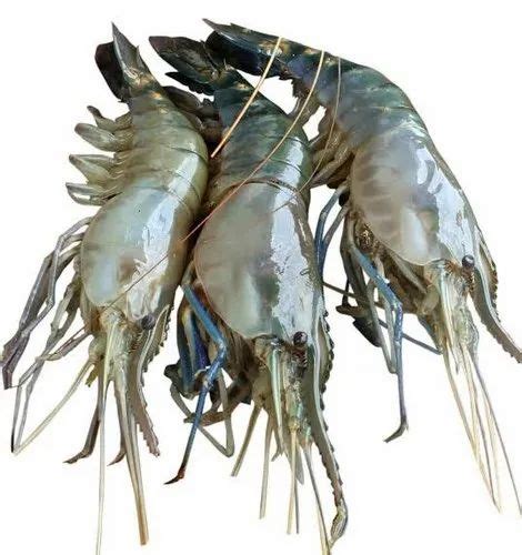 White Golda Chingri Shrimp Fish, For Restaurant at Rs 450/kg in Barasat