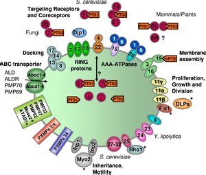 Peroxisome Protein Import in S.cerevisiae - microbewiki