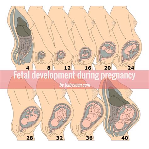 Pin on First Trimester