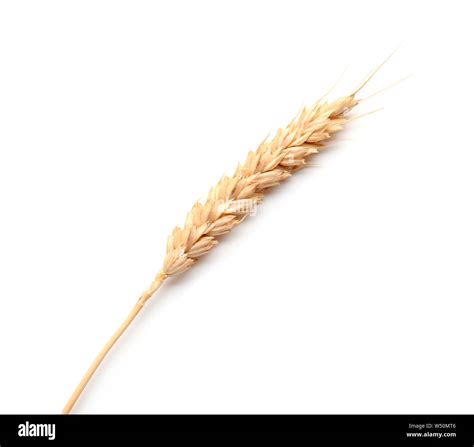 Wheat spikelet on white background Stock Photo - Alamy