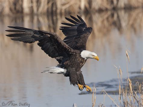 Adult Bald Eagle Landing At The Edge Of A Pond – Feathered Photography