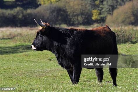 106 Heck Cattle Stock Photos, High-Res Pictures, and Images - Getty Images