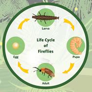 Firefly Insect Life Cycle