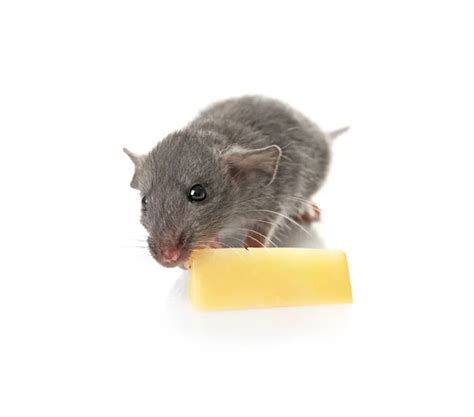 Pictures : funny rats eating cheese | Cute funny rat eating cheese ...