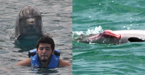 Do Dolphins Really Sexually Assault Other Dolphins (And Humans)?