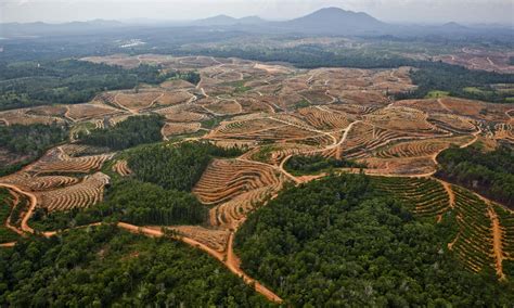 Deforestation of Kalimantan rainforest – in pictures | Environment | The Guardian