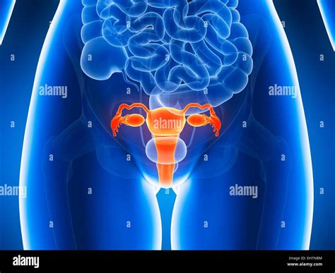 Anatomy of human uterus, illustration Stock Photo - Alamy