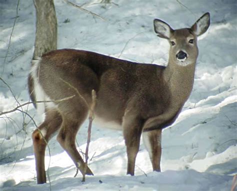 Michigan State Game Animal | White-Tailed Deer