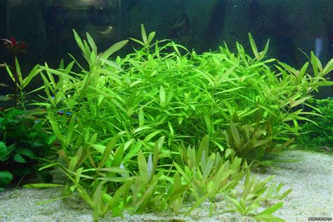 Hygrophila polysperma-submerged – Aquarium Plants - Lincolnshire Pond Plants