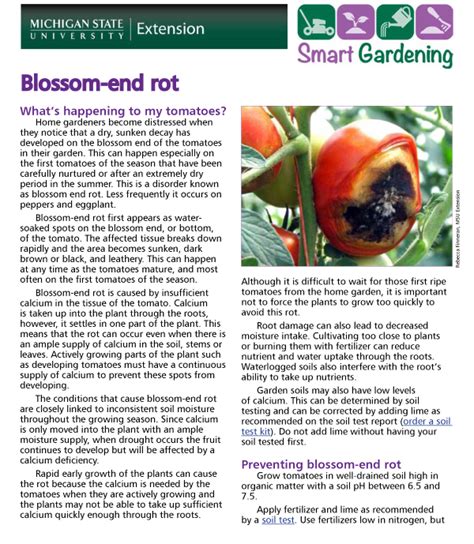 Blossom-end rot of tomato tip sheet - MSU Extension