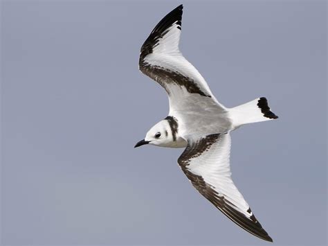 Kittiwake Bird Facts (Rissa tridactyla) | Birdfact