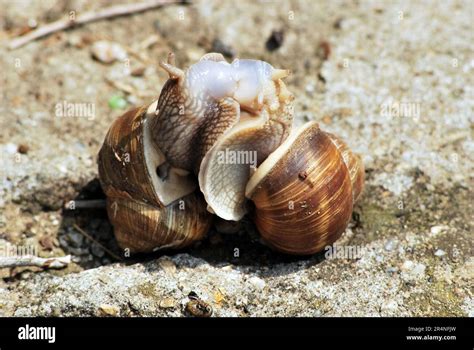 Reproduction of the snails Stock Photo - Alamy