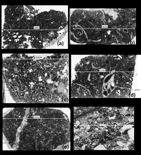 Thin section photographs of limestone microfacies of the Ewekoro ...