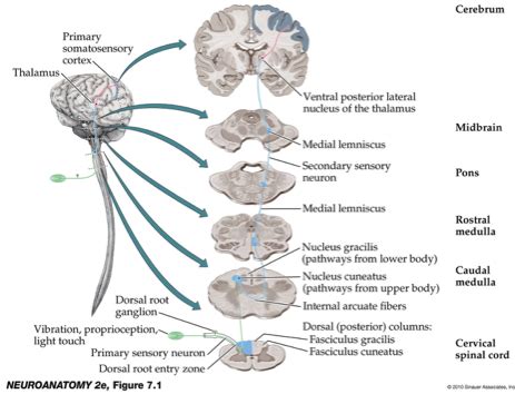 Brainstem pathways and reflexes Flashcards | Quizlet