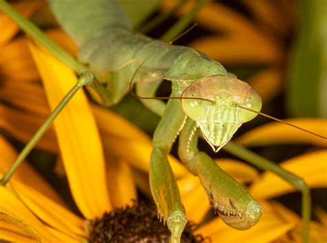 Chinese mantid (Tenodera aridifolia sinensis) - Entomology Today