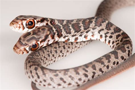 Rare, 2-headed snake discovered by Florida house cat