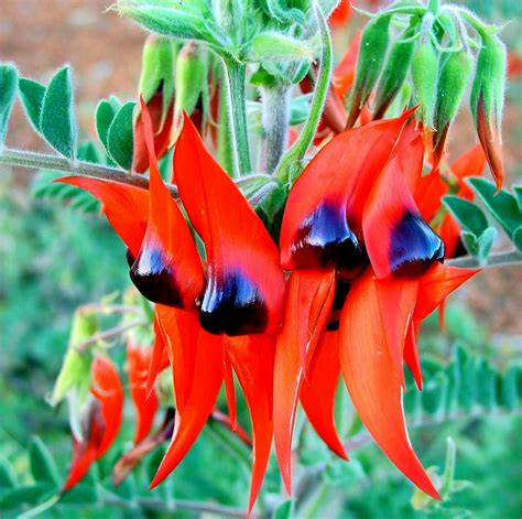 The latest dirt from my garden: Sturts Desert Pea Swainsona formosa