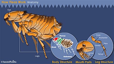 Flea Anatomy - Anatomy of the Flea | HowStuffWorks