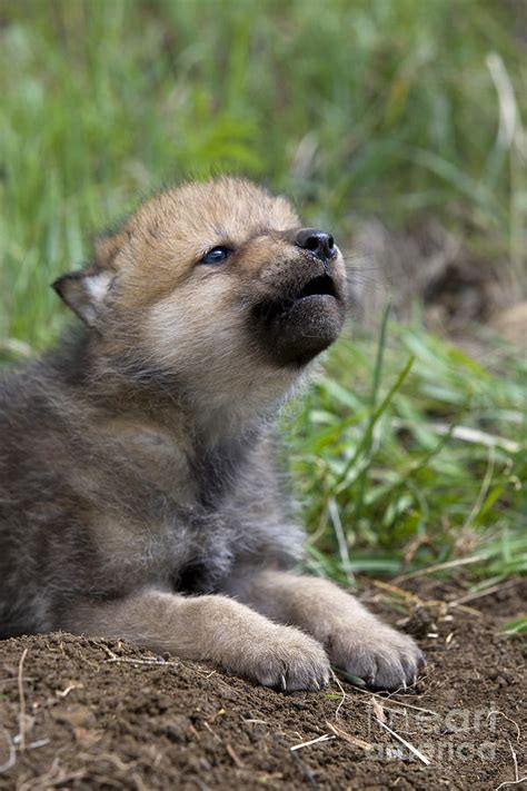 Howling Wolf Cub Photograph by Jean-Louis Klein & Marie-Luce Hubert - Pixels