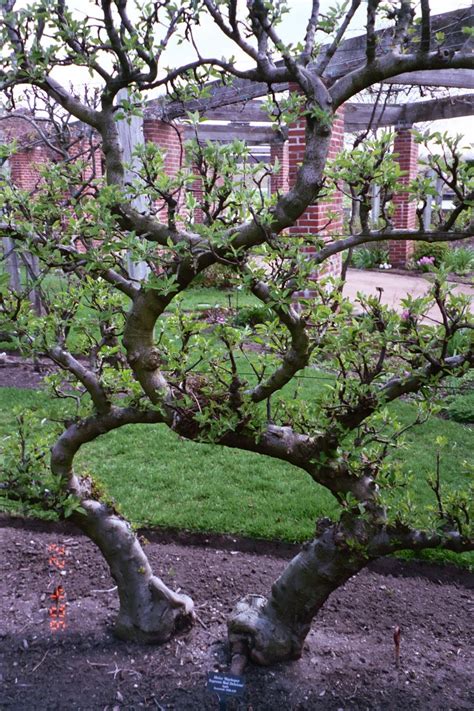 Lovely espalier | Espalier fruit trees, Growing fruit trees, Fruit trees