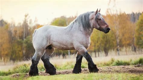 8 Common Work & Draft Horse Breeds (Facts, FAQs & Pictures)