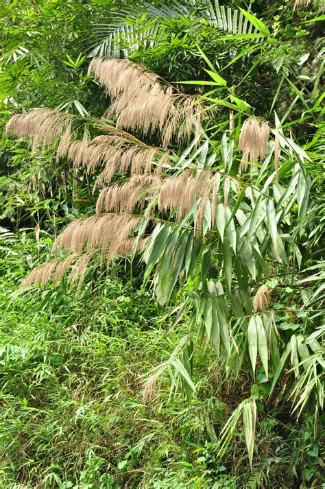 Is Tiger Grass Poisonous To Dogs