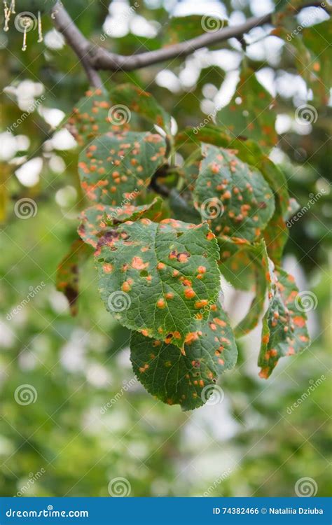 Plum Tree Disease Affected Leaves Closeup Stock Photo - Image of mold, disease: 74382466