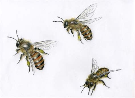 Honey Bee Pencil Drawing: A Guide to Creating a Realistic Insect Artwork