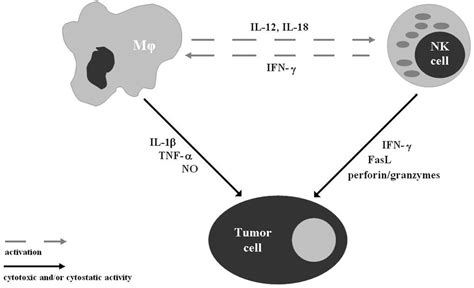 Schematic outline of the possible interactions between NK cells ...