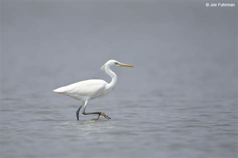 Intermediate Egret – Joe Fuhrman Photography