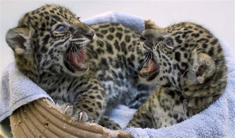 Jaguar cubs in Milwaukee zoo have something different to offer - The ...