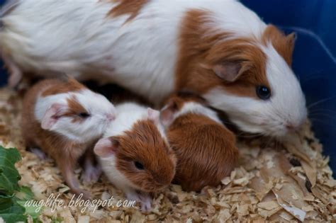 Wug:Life: More Baby Guinea Pigs as created by Little Q!