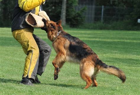 Guard Dogs German Shepherd | PETSIDI