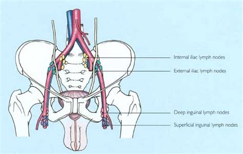 Where Do The Deep Inguinal Lymph Nodes Drain - Best Drain Photos Primagem.Org