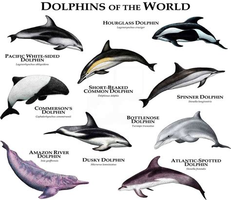 Delfines del Mundo Cartel Impreso - Etsy México