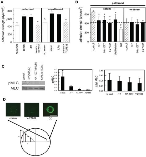 Figure 4.2 from The role of vinculin in the cell adhesion strengthening process | Semantic Scholar