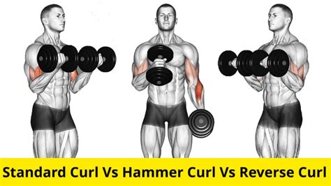 Bicep Curl vs Hammer Curl vs Reverse Curl: Which One Is Better