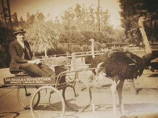 Ostrich Farm Race Cart, Vintage LA | Orin Zebest | Flickr