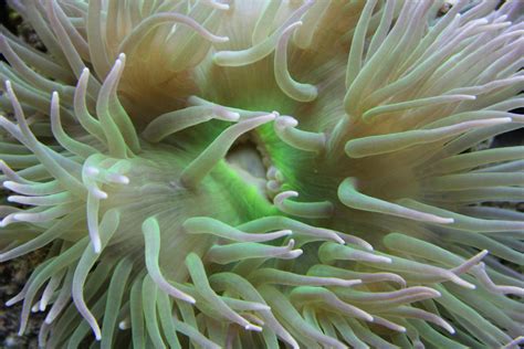 Free stock photo of sea anemone