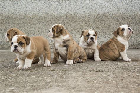 English Bulldog Puppies Backyard Playing Young Dogs Stock Photo - Image ...