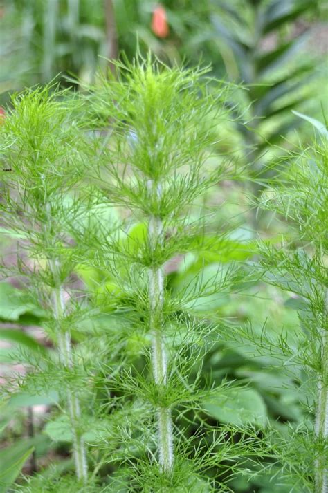 Are Fennel Plants Safe For Dogs