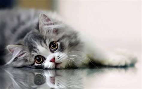 Cat HD Wallpapers 1080p (64+ images)