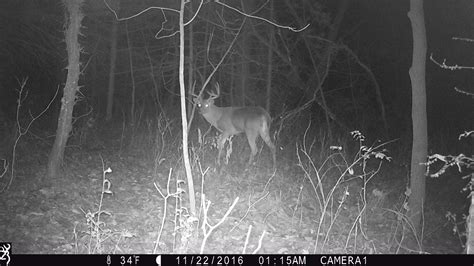 Trophy & Trailcams | Midwest Whitetail Outfitters