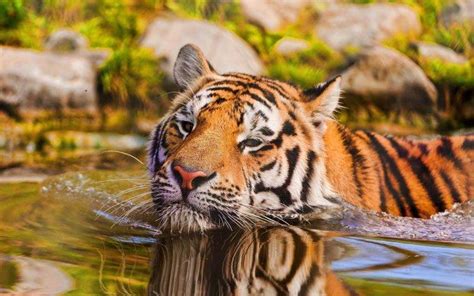 animals, Water, Tiger Wallpapers HD / Desktop and Mobile Backgrounds