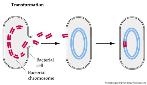 Diagram Bacterial Transformation