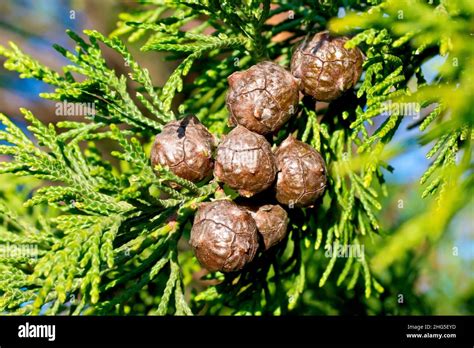 Cypress seed cones hi-res stock photography and images - Alamy