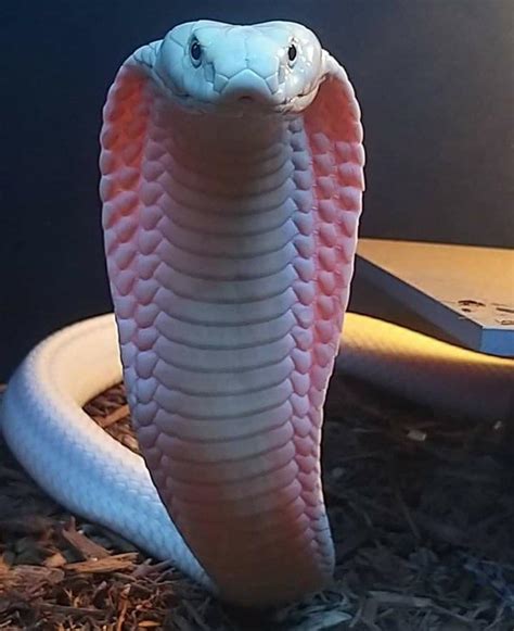 Albino King Cobra