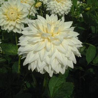 Dahlia White Alva's - Halls of Heddon | Dahlia, Dahlias garden, Summer plants