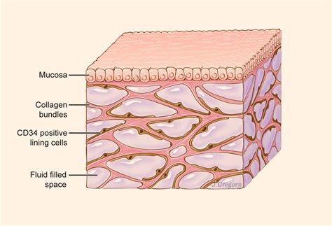 Interstitium: ‘New’ Organ Found in Human Body | Anatomy, Medicine | Sci-News.com